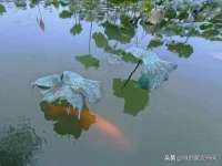 宿迁杰中商贸有限公司